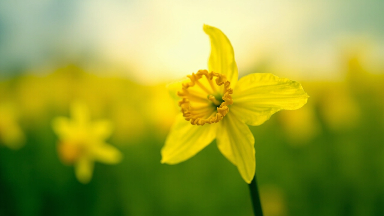Close-up of yellow daffodils in green meadow under natural daylight with blurred pastoral landscape beyond